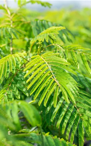 Albizia julibrissin 'Ombrella'