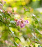 Abelie 'Edward Goucher' - Abelia 'Edward Goucher'