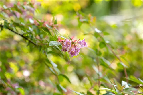 Abelie 'Edward Goucher' - Abelia 'Edward Goucher'