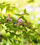 Abelie 'Edward Goucher' - Abelia 'Edward Goucher'