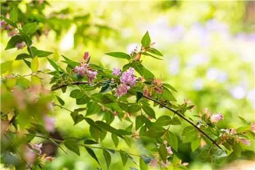 Abelie 'Edward Goucher' - Abelia 'Edward Goucher'