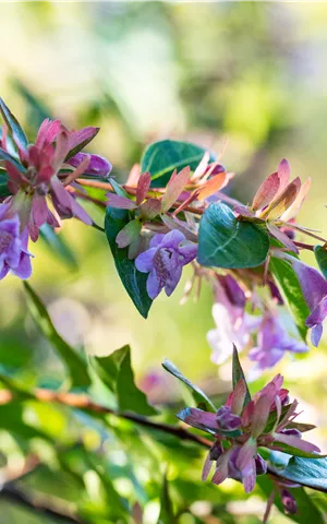 Abelia 'Edward Goucher'