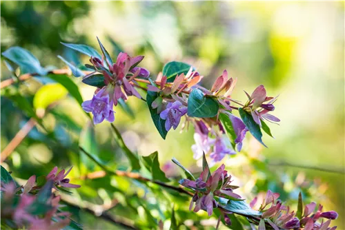 Abelie 'Edward Goucher' - Abelia 'Edward Goucher'