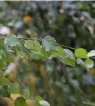 Sandbirke - Betula pendula