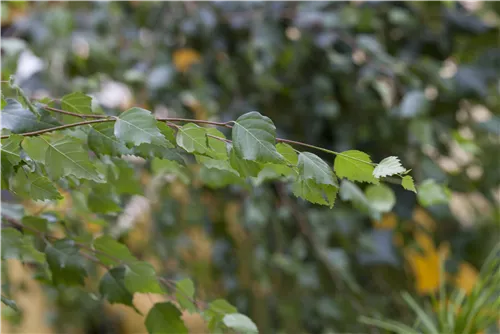 Sandbirke - Betula pendula