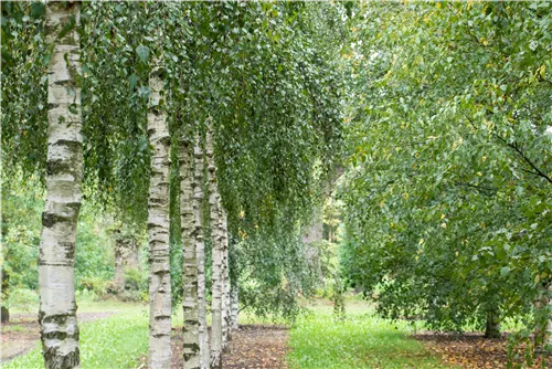 Sandbirke - Betula pendula