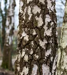 Sandbirke - Betula pendula