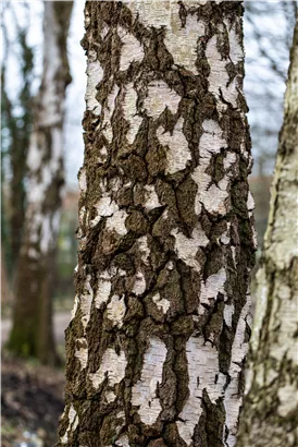 Sandbirke - Betula pendula