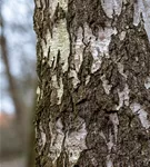 Sandbirke - Betula pendula