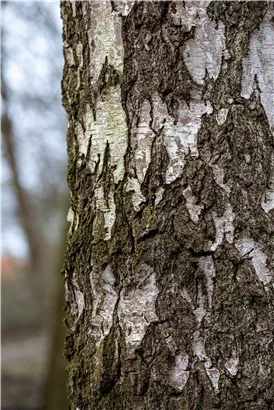 Sandbirke - Betula pendula