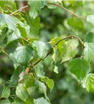 Sandbirke - Betula pendula