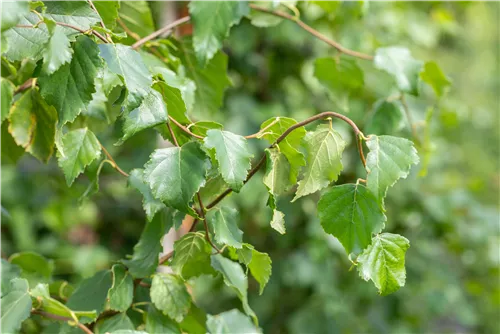 Sandbirke - Betula pendula