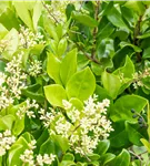 Liguster - Ligustrum japonicum 'Texanum'