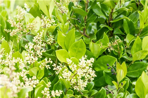 Liguster - Ligustrum japonicum 'Texanum'