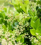 Liguster - Ligustrum japonicum 'Texanum'