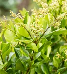 Liguster - Ligustrum japonicum 'Texanum'