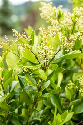 Liguster - Ligustrum japonicum 'Texanum'