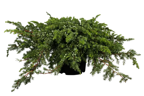 Wacholder - Juniperus conf. 'Schlager'