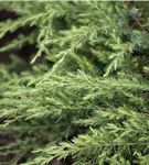 Wacholder - Juniperus conf. 'Schlager'