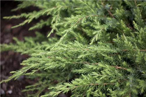 Wacholder - Juniperus conf. 'Schlager'