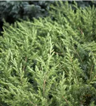 Wacholder - Juniperus conf. 'Schlager'