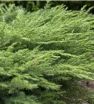 Wacholder - Juniperus conf. 'Schlager'