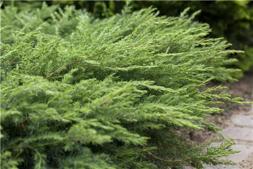 Wacholder - Juniperus conf. 'Schlager'