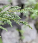 Wacholder - Juniperus conf. 'Schlager'