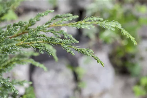 Wacholder - Juniperus conf. 'Schlager'