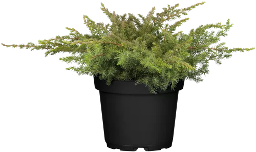 Wacholder - Juniperus conf. 'Schlager'