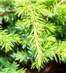 Wacholder - Juniperus conf. 'Schlager'