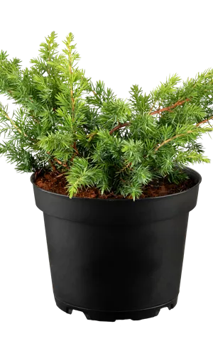 Juniperus conf. 'Schlager'