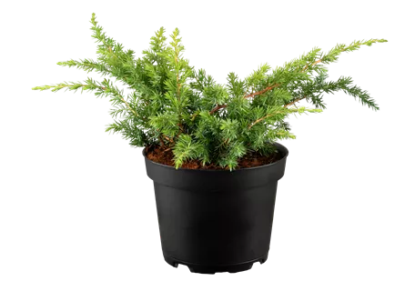 Juniperus conf. 'Schlager' - Wacholder