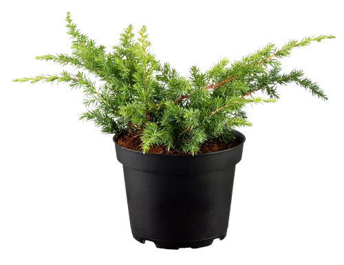 Wacholder - Juniperus conf. 'Schlager'