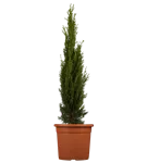 Mittelmeerzypresse 'Totem' - Cupressus sempervirens 'Totem'