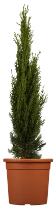 Mittelmeerzypresse 'Totem' - Cupressus sempervirens 'Totem'