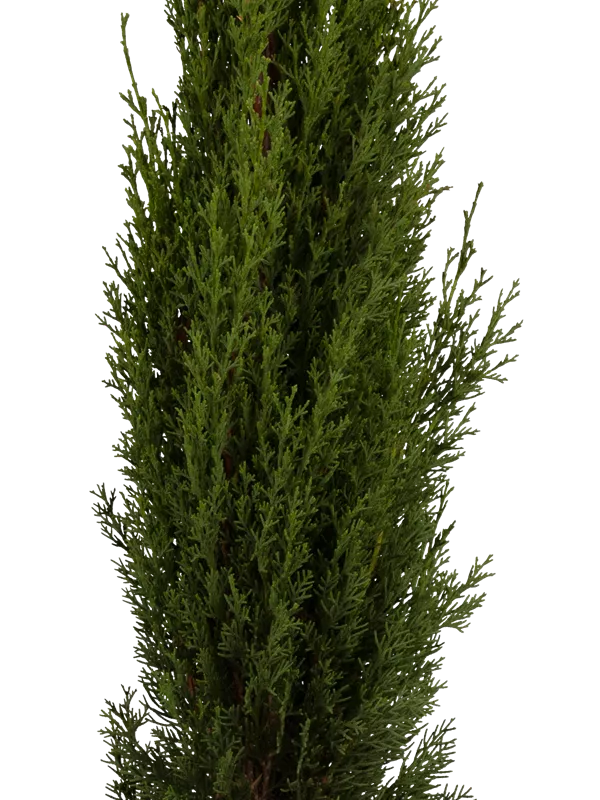 Mittelmeerzypresse 'Totem' - Cupressus sempervirens 'Totem'