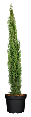 Mittelmeerzypresse 'Totem' - Cupressus sempervirens 'Totem'