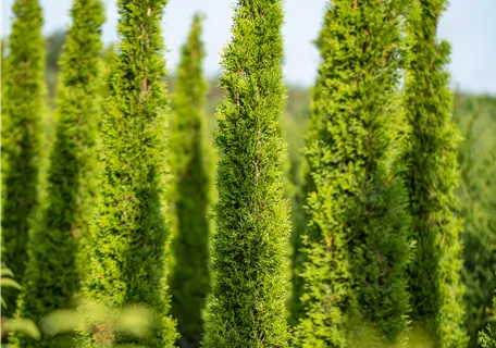 Cupressus sempervirens 'Totem' - Mittelmeerzypresse 'Totem'