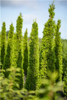 Mittelmeerzypresse 'Totem' - Cupressus sempervirens 'Totem'