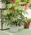 Zimmeraralie - Fatsia japonica