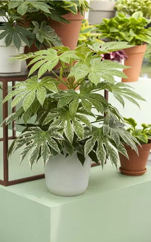 Fatsia japonica