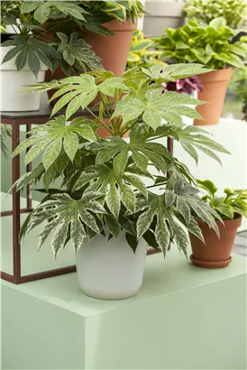 Zimmeraralie - Fatsia japonica