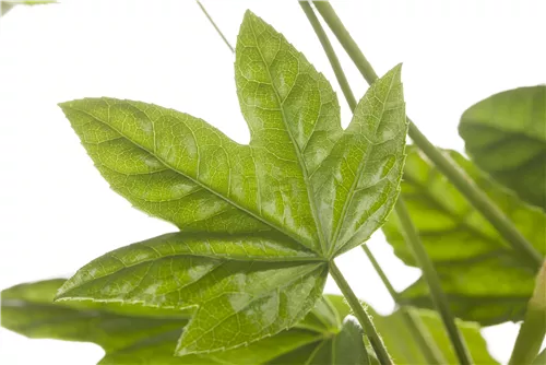 Zimmeraralie - Fatsia japonica