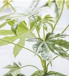 Zimmeraralie - Fatsia japonica