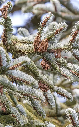 Abies koreana