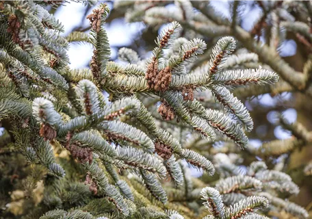 Abies koreana - Koreatanne