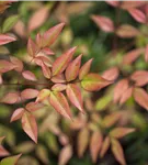 Heiliger Bambus - Nandina domestica 'Gulf Stream'