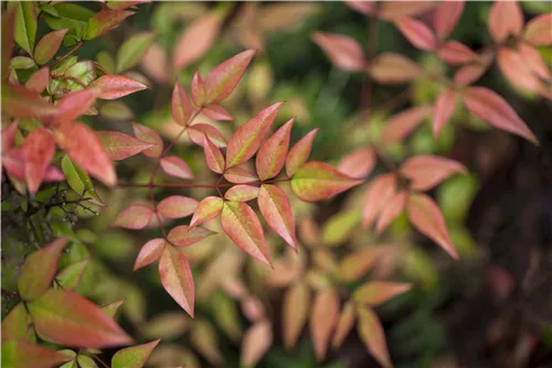 Heiliger Bambus - Nandina domestica 'Gulf Stream'