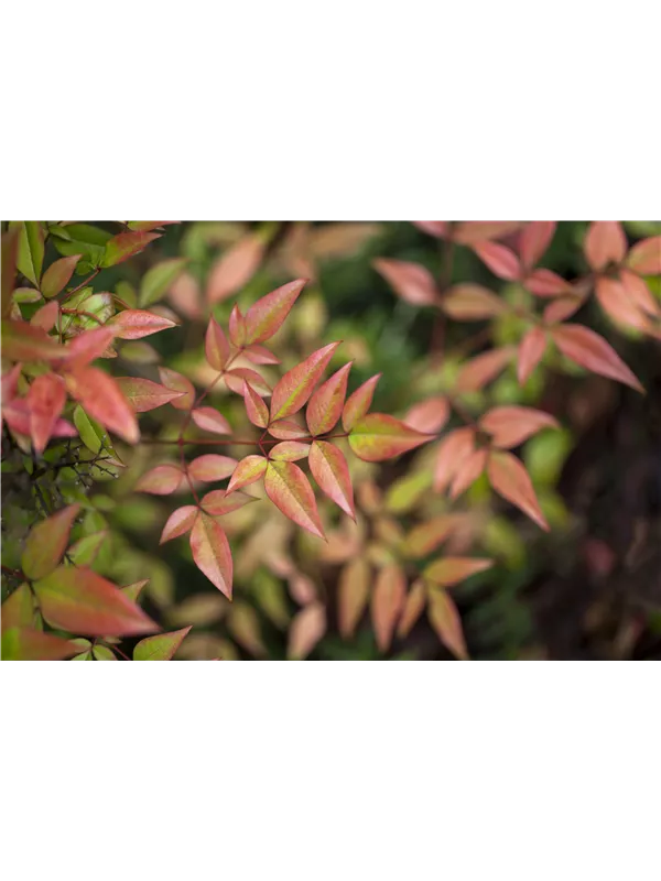 Heiliger Bambus - Nandina domestica 'Gulf Stream'